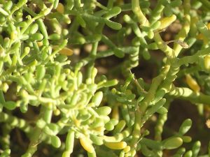 Plantes