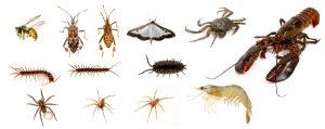 Insectes et micro-organismes