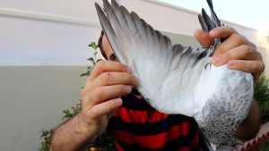Oiseaux