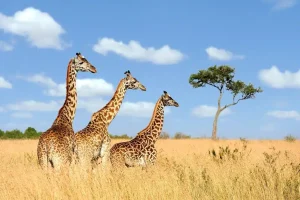 Animaux